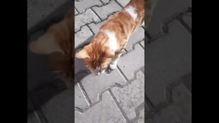 STRAY CAT