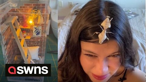 US student makes mini apartments for her praying mantises with TINY BONGS and SMALL POSTERS