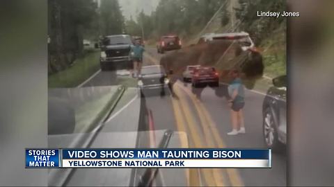 Yellowstone National Park visitor taunts bison on street during traffic