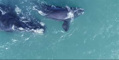 Stupefacente spettacolo di balene vicino alla costa!