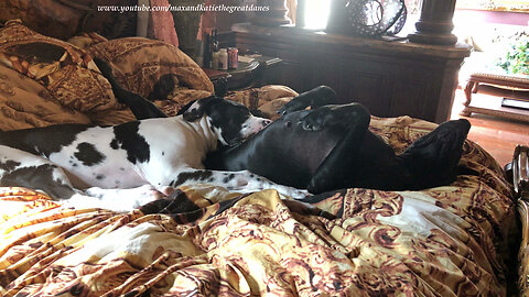 Puppy adorably snuggles on top of Great Dane