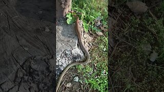 Coachwhip snake! #snake #wildlife #outdoors #nature #reptiles