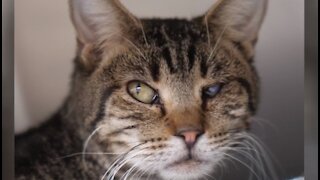 Animal Foundation takes in 50 cats from Vegas-area home
