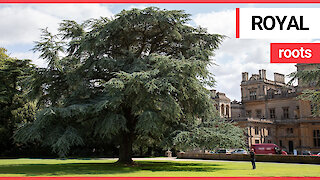 A tree stands as tall as a country house 100 years after it was planted by Queen Mary