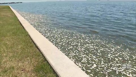 Local charter boat captain believes Piney Point to blame for this year's red tide