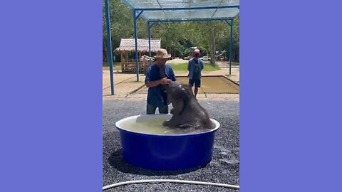 🐘 Splish Splash: An Elephant's Bath-time Extravaganza! 🛁