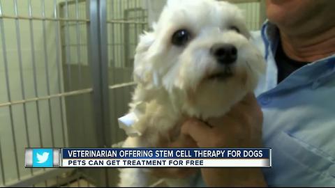 Veterinarian offering stem cell therapy for dogs