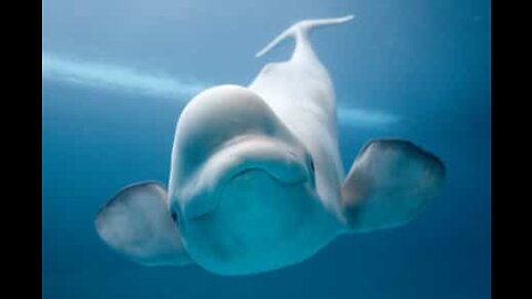 800 belugas nadam no Estreito de Lancaster, no Canadá