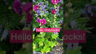 HOLLYHOCKS! Hello Summer Flowers! Shirley Bovshow (#shorts)