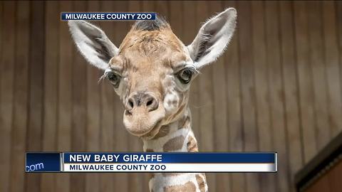 Milwaukee County Zoo welcomes new baby giraffe