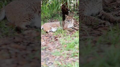TURN UP VOLUME !! Moses Bobcat Soaking up the Early Monring Bird Sounds RELAXING 2022 05 25