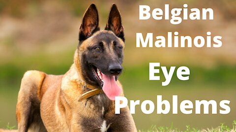 Belgian Malinois Eye Problems