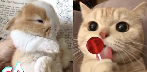 TikTok Pets that Will 100% Make You Day Better 🥰