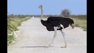 Unveiling Ostriches: Heaviest yet fastest of birds
