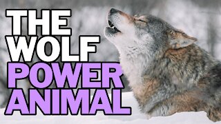 The Wolf Power Animal