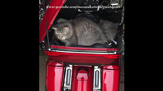 Maine Coon Cat Carrier by Fox Harley Davidson