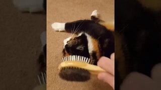 Tortie Cat Gets Her Head Brushed