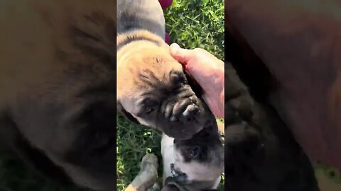 Puppies playing. LonelyCreek bullmastiff