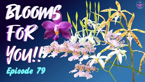 Orchid Updates | Orchid Bloom Dedications | Orchid Blooms for YOU! Episode 79 🌸🌺🌼#OrchidsinBloom