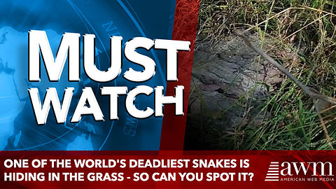 One of the world's deadliest snakes is hiding in the grass - so can YOU spot it?