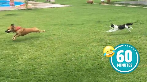Hilarious Cat CHASES Dog FUNNIEST Animals and Pets