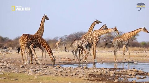 National Geographic National Fastest Animals Running Wildlife Animal