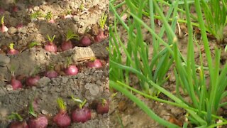 How to grow green onion leaf at home garden || organic green onion leaf