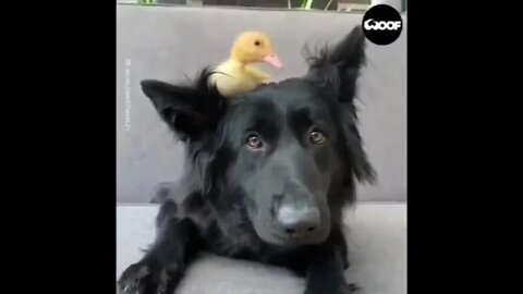 Animal Friends Loving Each Other For 3 Minutes Straight!