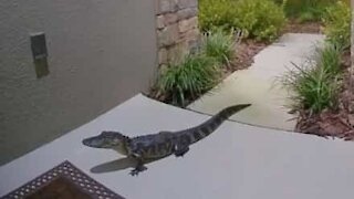 Visita inattesa di un alligatore della Florida