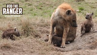 Visiting A Hyena Den | Maasai Mara Safari | Zebra Plains