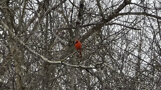 Majestic Cardinal