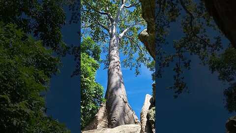 Angkor Wat And Surrounding Temples Siem Reap Cambodia 🇰🇭 #shorts #siemreap #cambodia #angkorwat