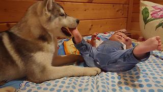 Loving Husky Preciously Watches Over Baby