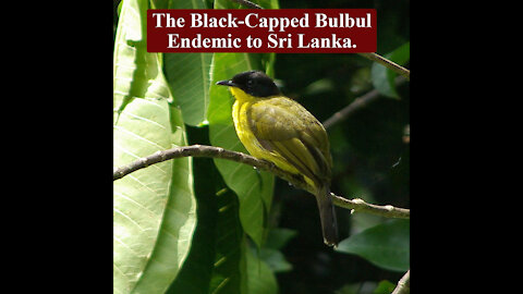 The black-capped Bulbul | Black-Headed Yellow Bulbul | හිස කලු කොන්ඩයා | ලංකාවට ආවේණික කුරුල්ලෙකි.