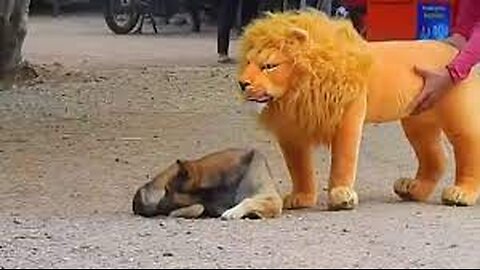 Fake Lion & Tiger Prank with dog & Cool Funny Dogs Videos