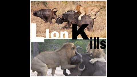 LION KILLS