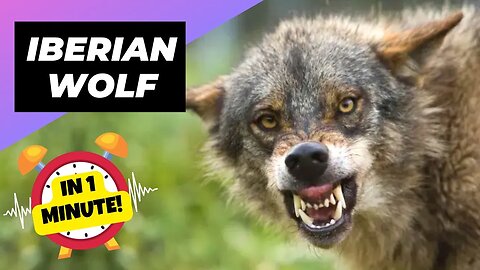 Iberian Wolf - In 1 Minute! 🐺 The Fearsome Guardian Of The Peninsula! | 1 Minute Animals