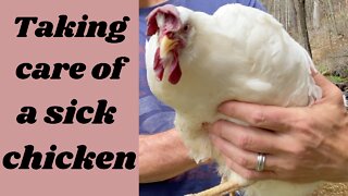 Trying To Help A Sick Chicken