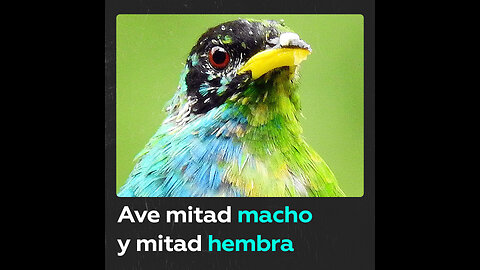 Encuentran un pájaro mitad macho y mitad hembra