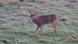 New buck looking for does