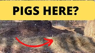 How Many Pigs Are Hiding in this Pile of Hay?