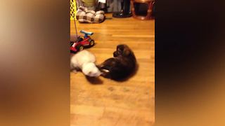 A Ferret Wrestles A Puppy
