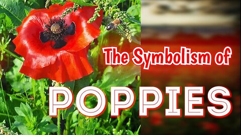 The Symbolism of Poppies