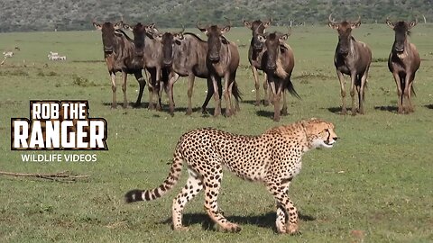 Unknown Female Cheetah | Lalashe Mara Ripoi Safari