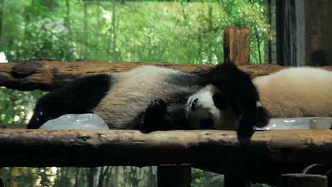 Giant Panda relax and sleep on wooden benches in public zoo on hot day