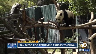 San Diego Zoo returning pandas to China