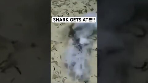 SHARK GETS ATE!!!