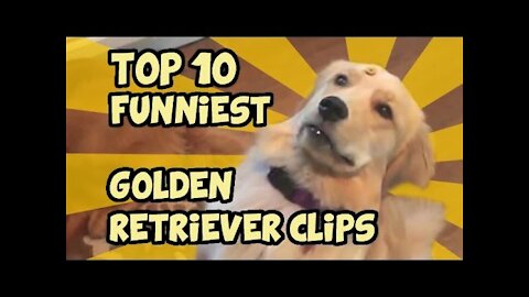 TOP 10 OF THE FUNNIEST GOLDEN RETRIEVER VIDEOS OF ALL TIME