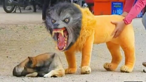 Funny Troll Prank Dog, Fake Lion, and Tiger Huge Box & Joke on Dog Joke on Dog