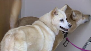 Dogs rescued from foreign meat market, Beirut explosion, available for adoption in Summit County